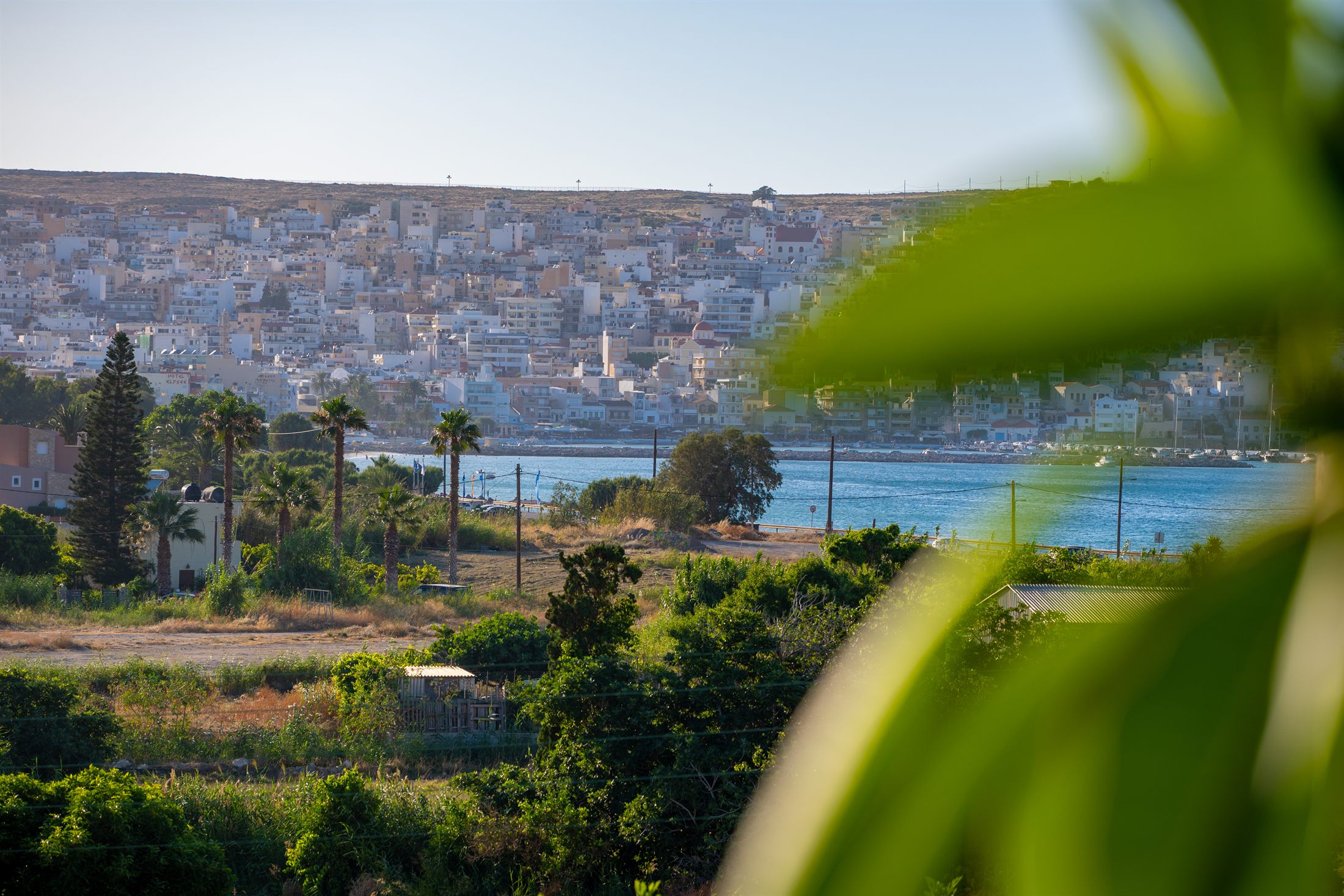 Η παραλία της Σητείας μέσα από τα φοινικόδεντρα